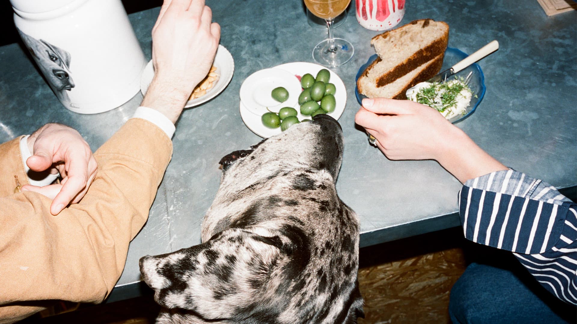 Hund äter oliver på restaurang
